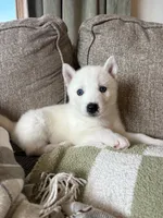 Lulu, a female Siberian Husky for sale in Hagerstown, MD – 3 of 7