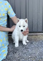 Coconut, a female Siberian Husky for sale in Hagerstown, MD – 2 of 6