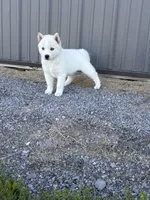 Coconut, a female Siberian Husky for sale in Hagerstown, MD – 5 of 6