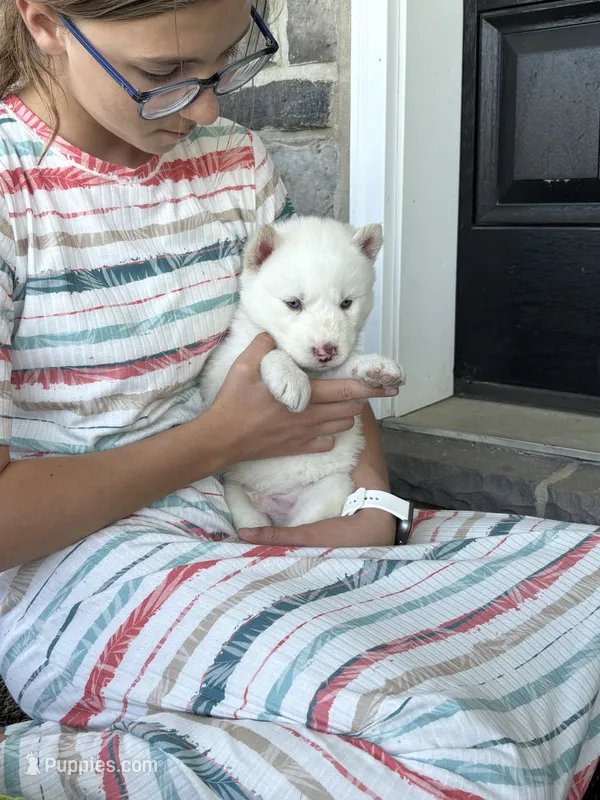 Sean – Siberian Husky puppy for sale in Hagerstown, MD