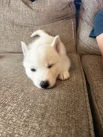 Lulu, a female Siberian Husky for sale in Hagerstown, MD – 6 of 7