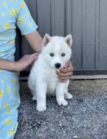Coconut, a female Siberian Husky for sale in Hagerstown, MD – 1 of 6