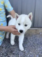 Coconut, a female Siberian Husky for sale in Hagerstown, MD – 3 of 6