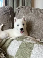 Lulu, a female Siberian Husky for sale in Hagerstown, MD – 5 of 7