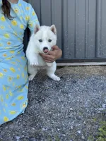 Coconut, a female Siberian Husky for sale in Hagerstown, MD – 4 of 6