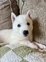Lulu, a female Siberian Husky for sale in Hagerstown, MD – 2 of 7
