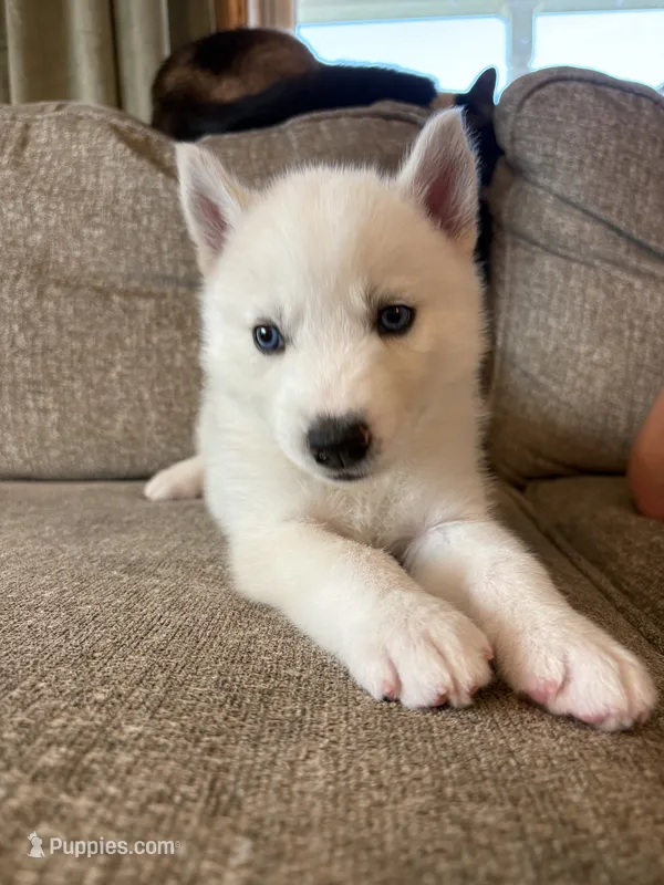 Lulu – Siberian Husky puppy for sale in Hagerstown, MD