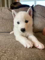 Lulu, a female Siberian Husky for sale in Hagerstown, MD – 1 of 7