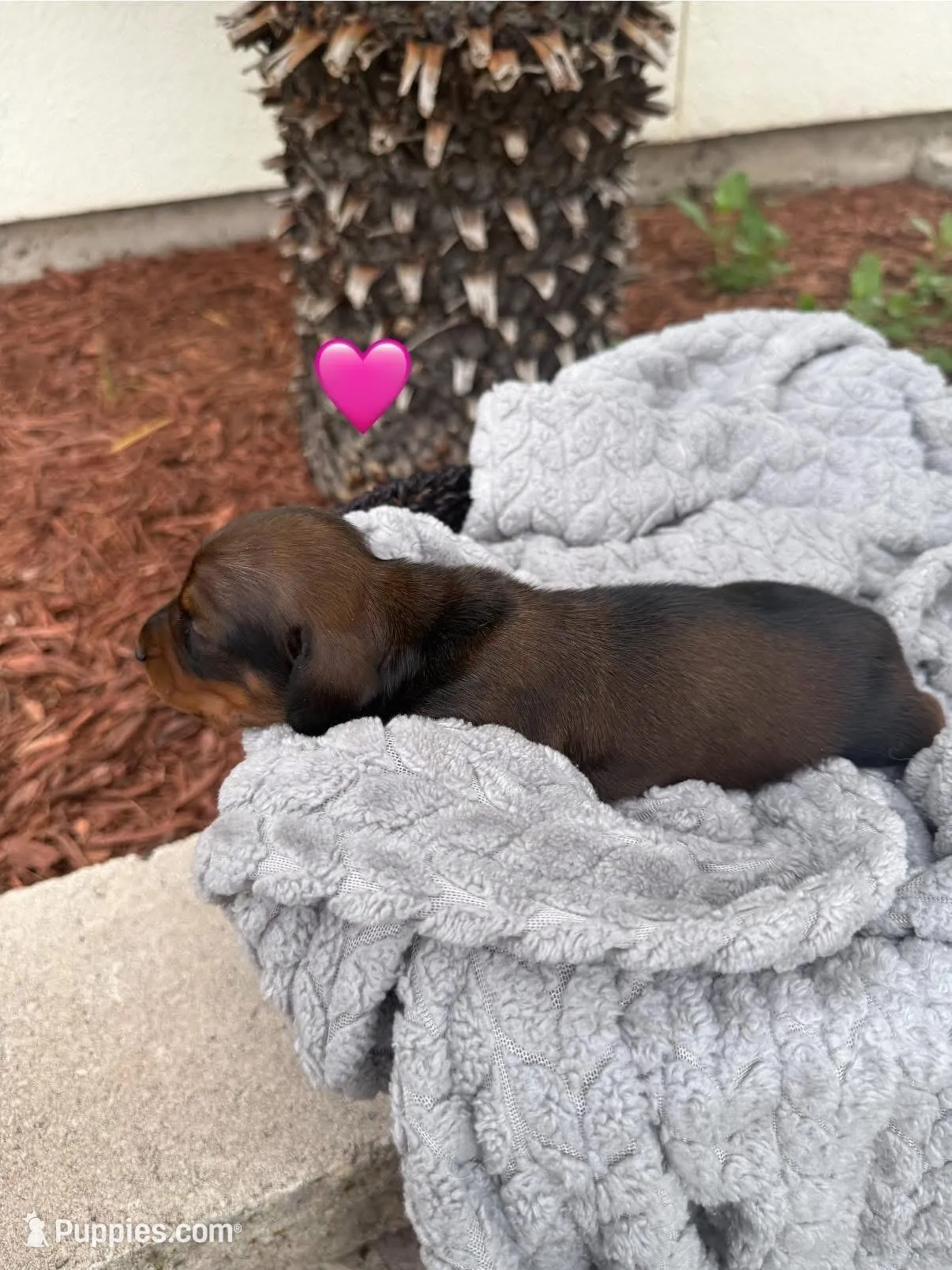 Dakota, a female Dachshund for sale in Del Rio, TX – Photo 8 of 10