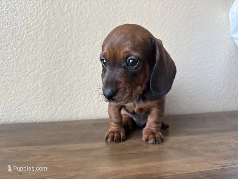 Bear – Dachshund puppy for sale in Del Rio, TX
