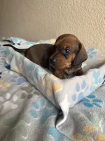 Bear, a male Dachshund for sale in Del Rio, TX – Photo 3 of 10