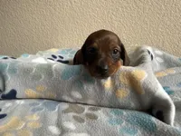 Bear, a male Dachshund for sale in Del Rio, TX – Photo 7 of 10