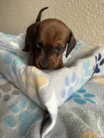 Bear, a male Dachshund for sale in Del Rio, TX – Photo 9 of 10