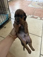 Bear, a male Dachshund for sale in Del Rio, TX – Photo 10 of 10