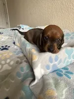 Bear, a male Dachshund for sale in Del Rio, TX – Photo 1 of 10