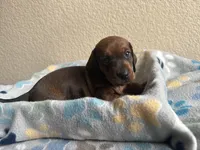 Bear, a male Dachshund for sale in Del Rio, TX – Photo 6 of 10