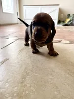 Bear, a male Dachshund for sale in Del Rio, TX – Photo 4 of 10