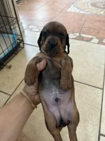 Bear, a male Dachshund for sale in Del Rio, TX – Photo 2 of 10