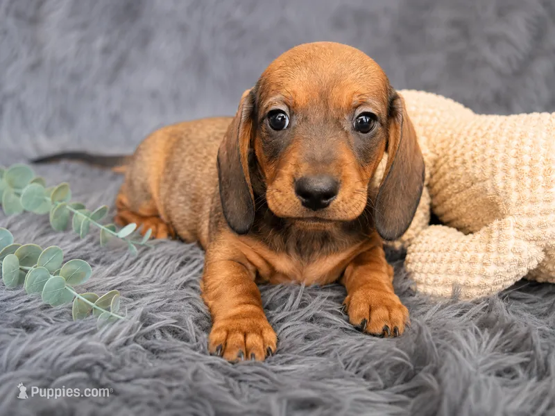 Bear – Dachshund puppy for sale in Del Rio, TX