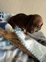 Dakota, a female Dachshund for sale in Del Rio, TX – Photo 7 of 10