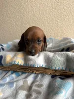 Dakota, a female Dachshund for sale in Del Rio, TX – Photo 4 of 10
