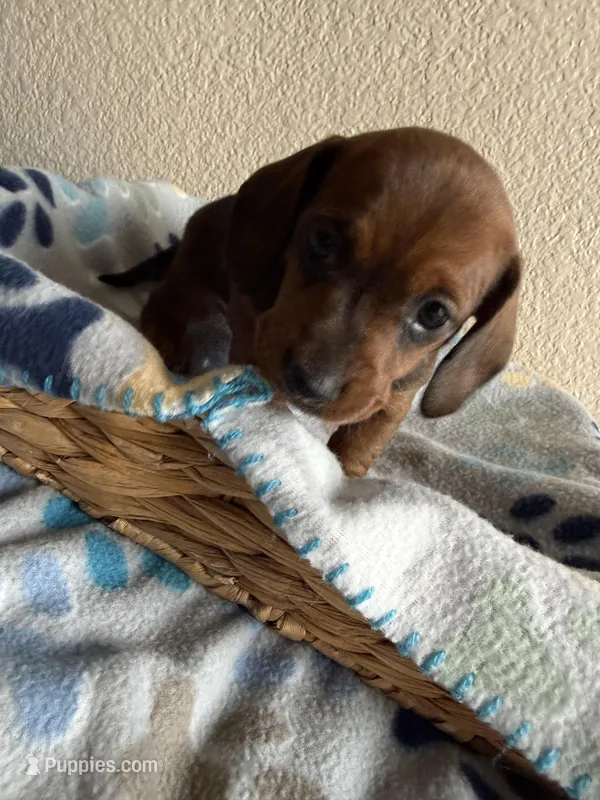 Dakota – Dachshund puppy for sale in Del Rio, TX
