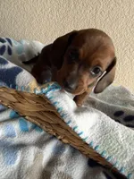Dakota, a female Dachshund for sale in Del Rio, TX – Photo 1 of 10
