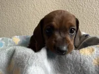 Dakota, a female Dachshund for sale in Del Rio, TX – Photo 2 of 10
