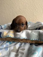 Dakota, a female Dachshund for sale in Del Rio, TX – Photo 6 of 10