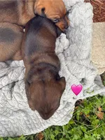 Dakota, a female Dachshund for sale in Del Rio, TX – Photo 10 of 10