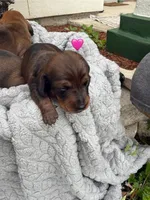 Dakota, a female Dachshund for sale in Del Rio, TX – Photo 9 of 10