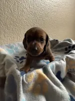 Dakota, a female Dachshund for sale in Del Rio, TX – Photo 3 of 10