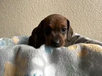 Dakota, a female Dachshund for sale in Del Rio, TX – Photo 5 of 10