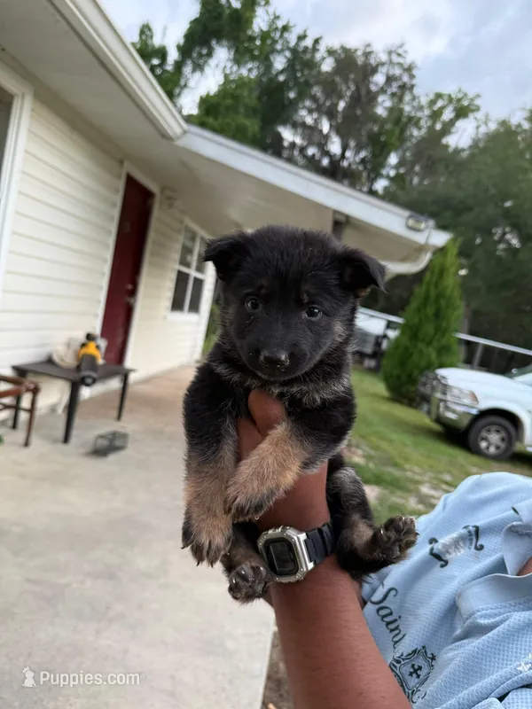 Kira – German Shepherd Dog puppy for sale in Brooksville, FL