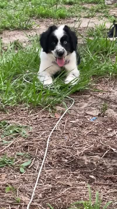 Maggy, a female Aussiedoodle for sale in Brooksville, FL – 5 of 5