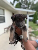 Skye, a female German Shepherd Dog for sale in Brooksville, FL – 1 of 4