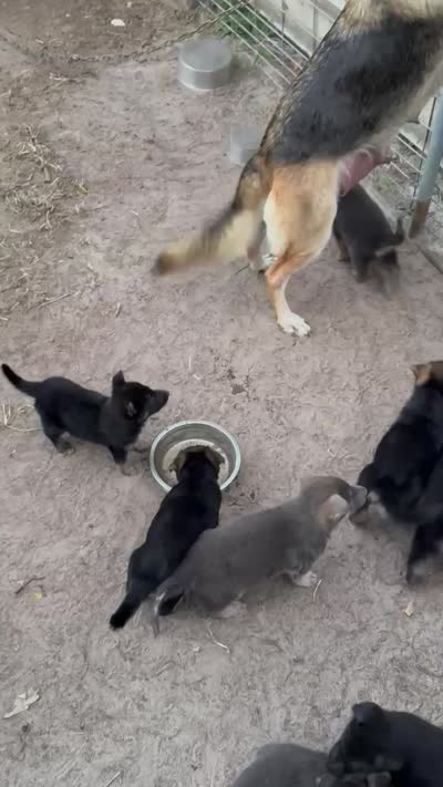 Max, a male German Shepherd Dog for sale in Brooksville, FL – 3 of 3