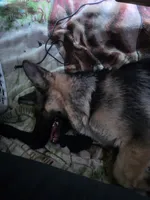 Max, a male German Shepherd Dog for sale in Brooksville, FL – 5 of 7