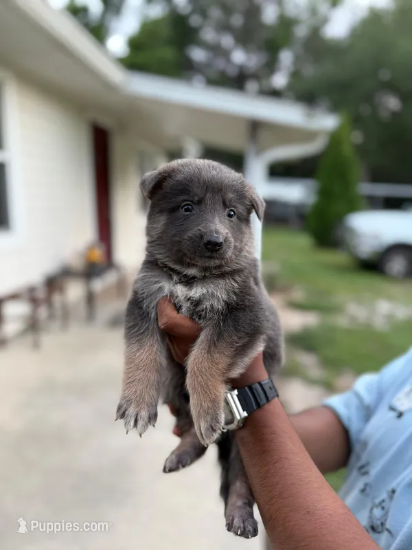 Cody – German Shepherd Dog puppy for sale in Brooksville, FL