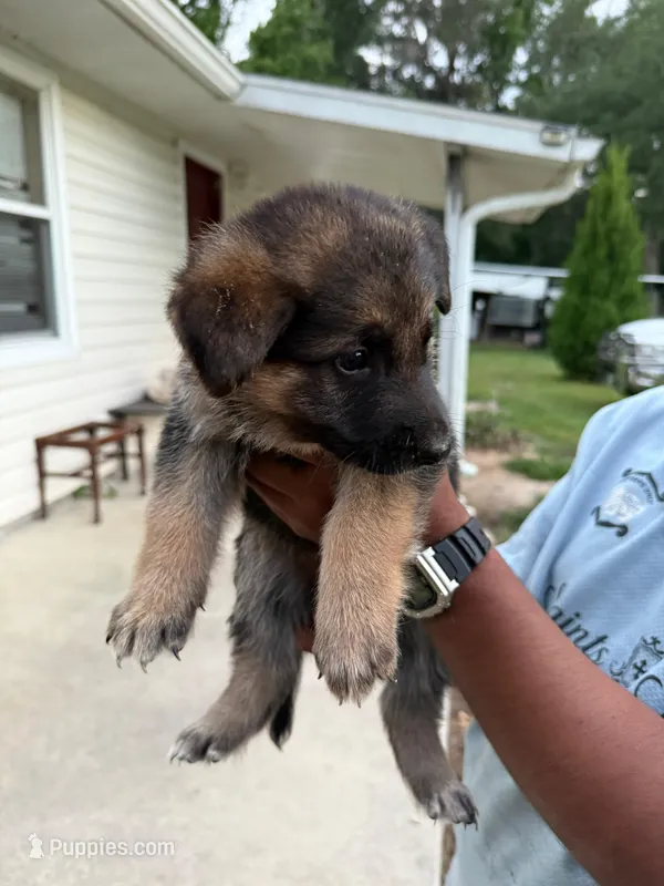 Zeus – German Shepherd Dog puppy on hold in Brooksville, FL