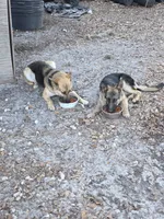 Max, a male German Shepherd Dog for sale in Brooksville, FL – 6 of 7