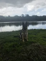 Max, a male German Shepherd Dog for sale in Brooksville, FL – 3 of 7