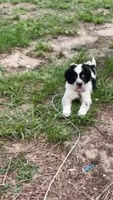 Maggy, a female Aussiedoodle for sale in Brooksville, FL – 3 of 5