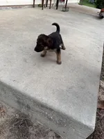 Kiara, a female German Shepherd Dog for sale in Brooksville, FL – 3 of 4