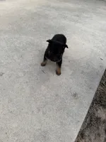 Kira, a female German Shepherd Dog for sale in Brooksville, FL – 3 of 4