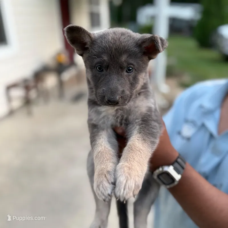 Sasha – German Shepherd Dog puppy for sale in Brooksville, FL