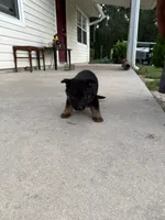 Kira, a female German Shepherd Dog for sale in Brooksville, FL – 2 of 4