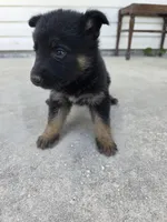 Trixy, a female German Shepherd Dog for sale in Brooksville, FL – 3 of 4