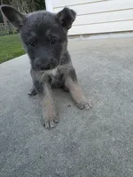 Sasha, a female German Shepherd Dog for sale in Brooksville, FL – 4 of 4