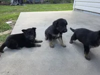 Trixy, a female German Shepherd Dog for sale in Brooksville, FL – 4 of 4
